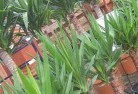Euchareenaplant-nursery-10.jpg; ?>
