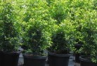 Euchareenaplant-nursery-24.jpg; ?>